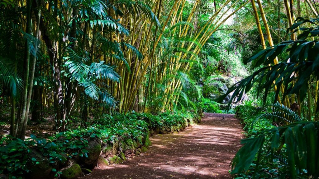 Path through rainforest with splashes of sunlight peaking through