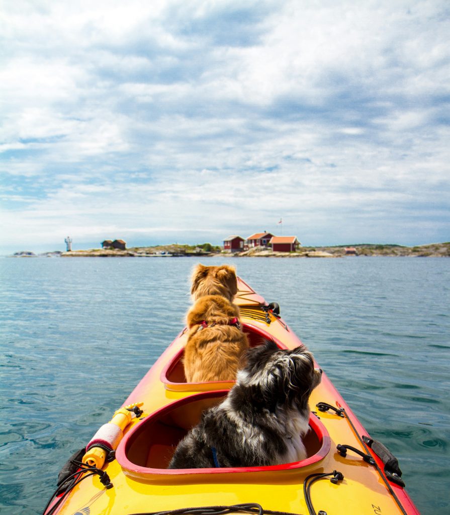 dogs riding on front of kayak on water